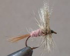 Grey Fox