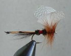 Royal Fan Wing Mayfly