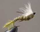 C.D.C. EMERGER OLIVE