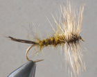 YELLOW STONE NYMPH
