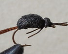 Barking Spider