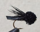 Letort Cricket