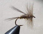 GRAY CADDIS