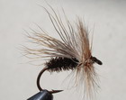 PEACOCK CADDIS