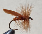 BROWN SEDGE