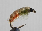 Orange Tag Brown Hermit