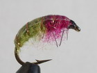 Olive Larva