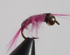 Pink Shrimp