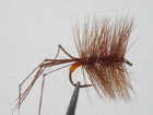Procter Daddy Orange Butt