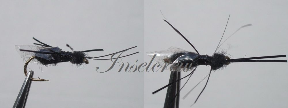 Ameisenkönigin Flying Ant