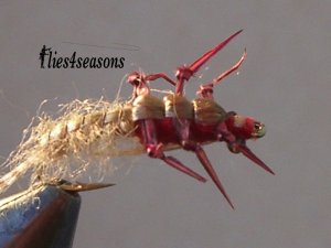 Epeorus L. - Maifliege natural